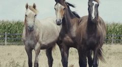 Коњи: интересни факти за повеќето благородни животни 🐎