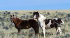 Коњи на нова светлина