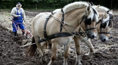 Коњи работници