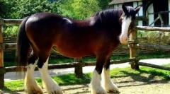 Коњи-тешки камиони