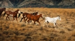 Коњи во дивиот свет