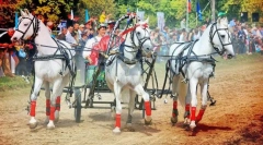 Коњски празници во различни земји