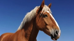 Коњски сили