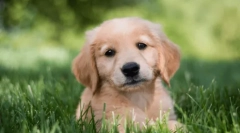 Најдобра куче раса за деца во станот