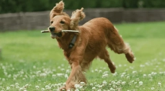 Најдобра куче раса за стари лица - фото и опис