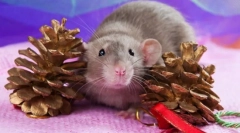 Најдобри миленичиња