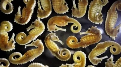 Најдобри фотографии од дивиот свет 2011