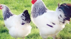 Најдобри кокошки од месо