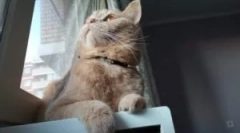 Најдобри јаки од болви и крлежи за мачки