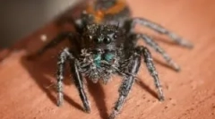 Најдобрите пајаци за дома