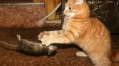 Најдобрите раси мачки-корени