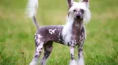 Најдобри кучиња за чување во станот: како да изберете милениче