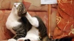 Најдобри датотеки од блох: преглед и критериуми