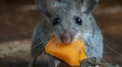 Најдобрите правни лекови од стаорци и глувци