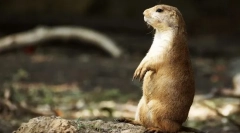 Ливади кучиња