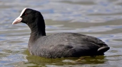 Lyshuha хавајски