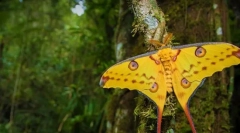 Мадагаскар сатурнија