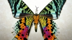 Мадагаскар ураниј