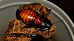 Мадагаскар тавтабита и неговата содржина