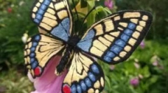 Махаон: опис и начин на живот