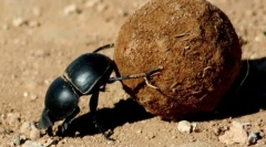 Големи бубачки, бронза и бунтовници