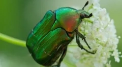May beetle: опис, начин на живот и разновидност