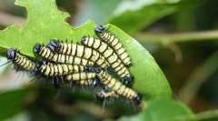 Макроеволуција