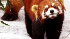 Малку панда