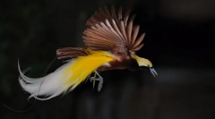 Мали рај птица