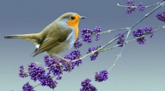 Малиновка (слика): светло црвено место во шумата гама