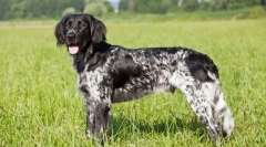 Мал münsterlender