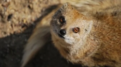 Мангуста (слика): бестрашен ловец на змија