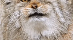 Манул: интересни факти за степската мачка