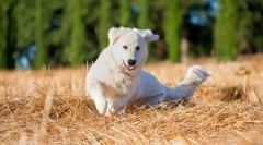 Maremmo-abruzta shepherdka (слики): олицетворение на чиста сила и посветеност