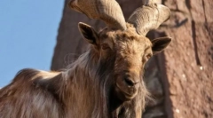 Мархур-гроздобер коза