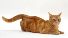 Мартовски мачки: завршен лов