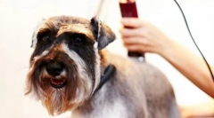 Машина за фризури за кучиња: корисна алатка за мелење дома