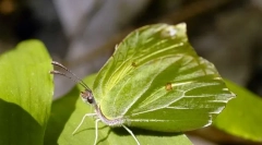 Маскирање инсекти