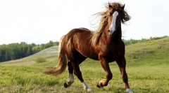 Говорни коњи