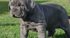 Mastiff: стари-тајмери кучиња (9 фотографии)