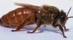 Прашање во пчели: значење и начин на живот