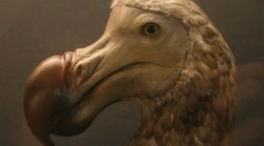 Маврициус donont