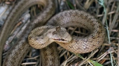 Средно обичен