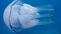 Медуза клос