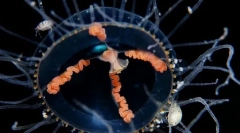 Медуза крст