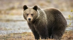 Ги носи еуразија