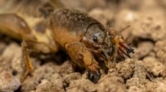 Medvedka: опис и начин на живот