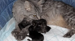 Мејн-кун: раса карактеристики