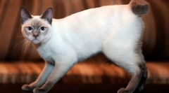 Меконг бобтаил (фото): егзотична тајландска мачка со кратка опашка