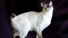 Меконг бобтаил